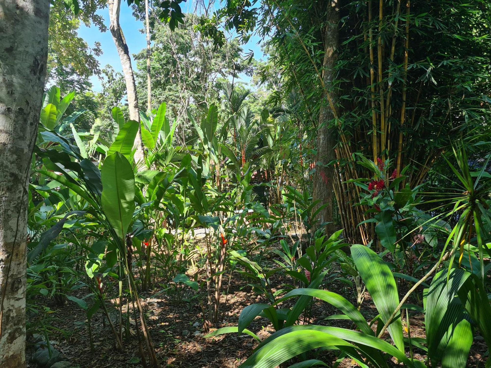 El Jardin De Playa Negra Villa Puerto Viejo de Talamanca Ngoại thất bức ảnh